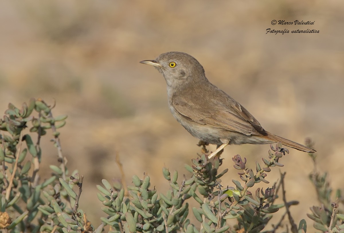 Asian Desert Warbler - ML204592581