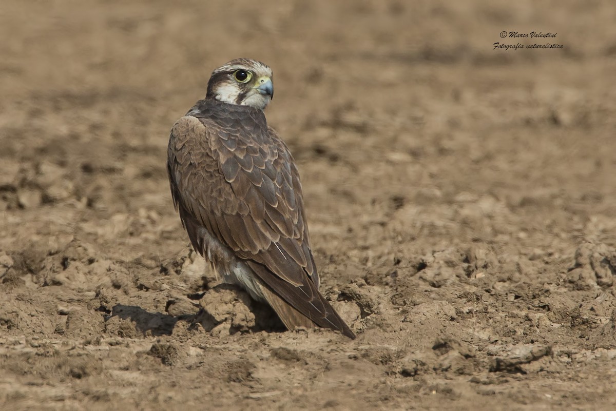 Laggar Falcon - ML204592591