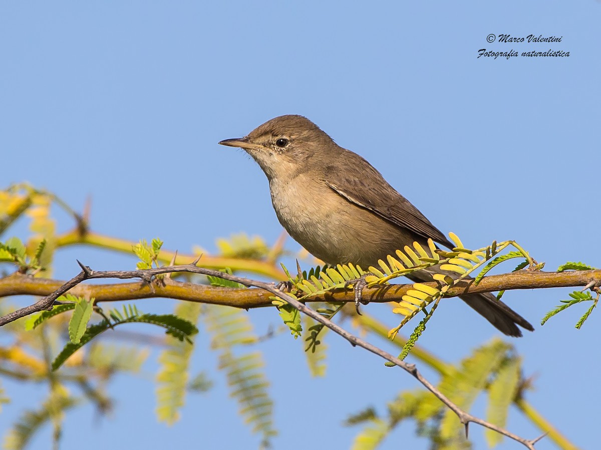 Blyth's Reed Warbler - ML204593061