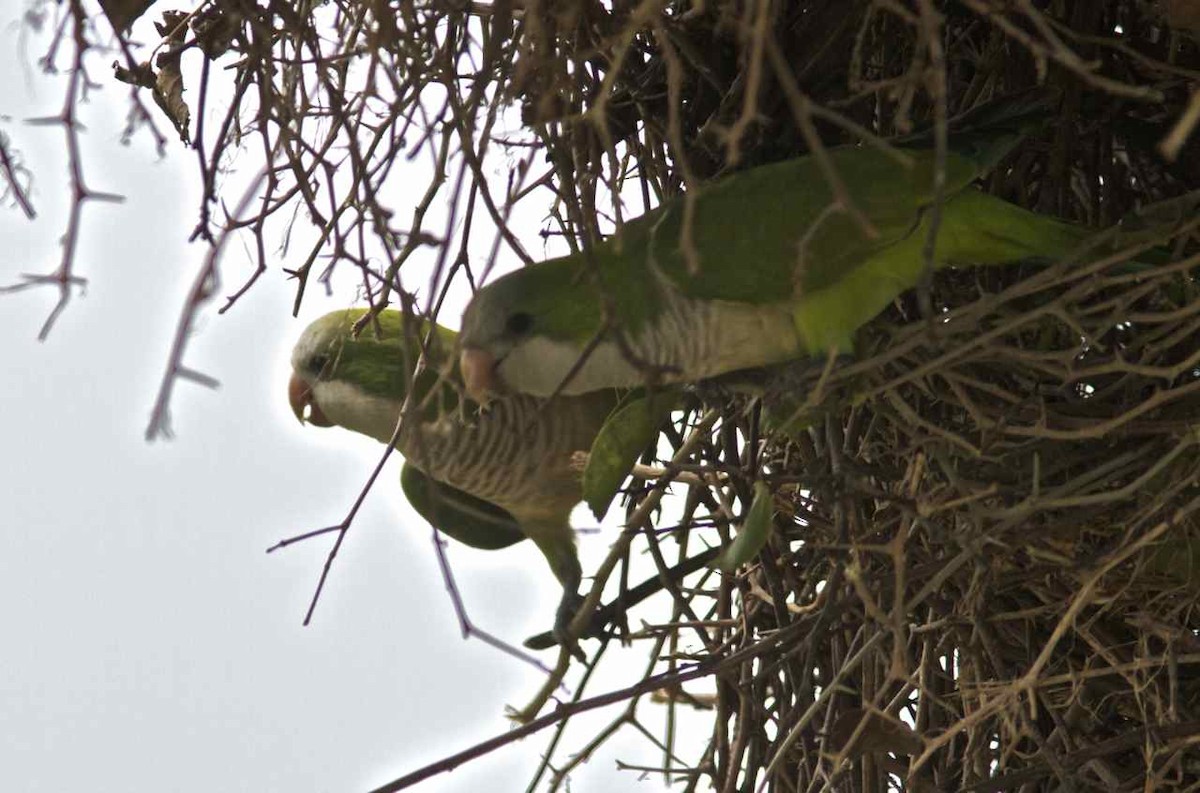 Monk Parakeet (Monk) - Ken Havard