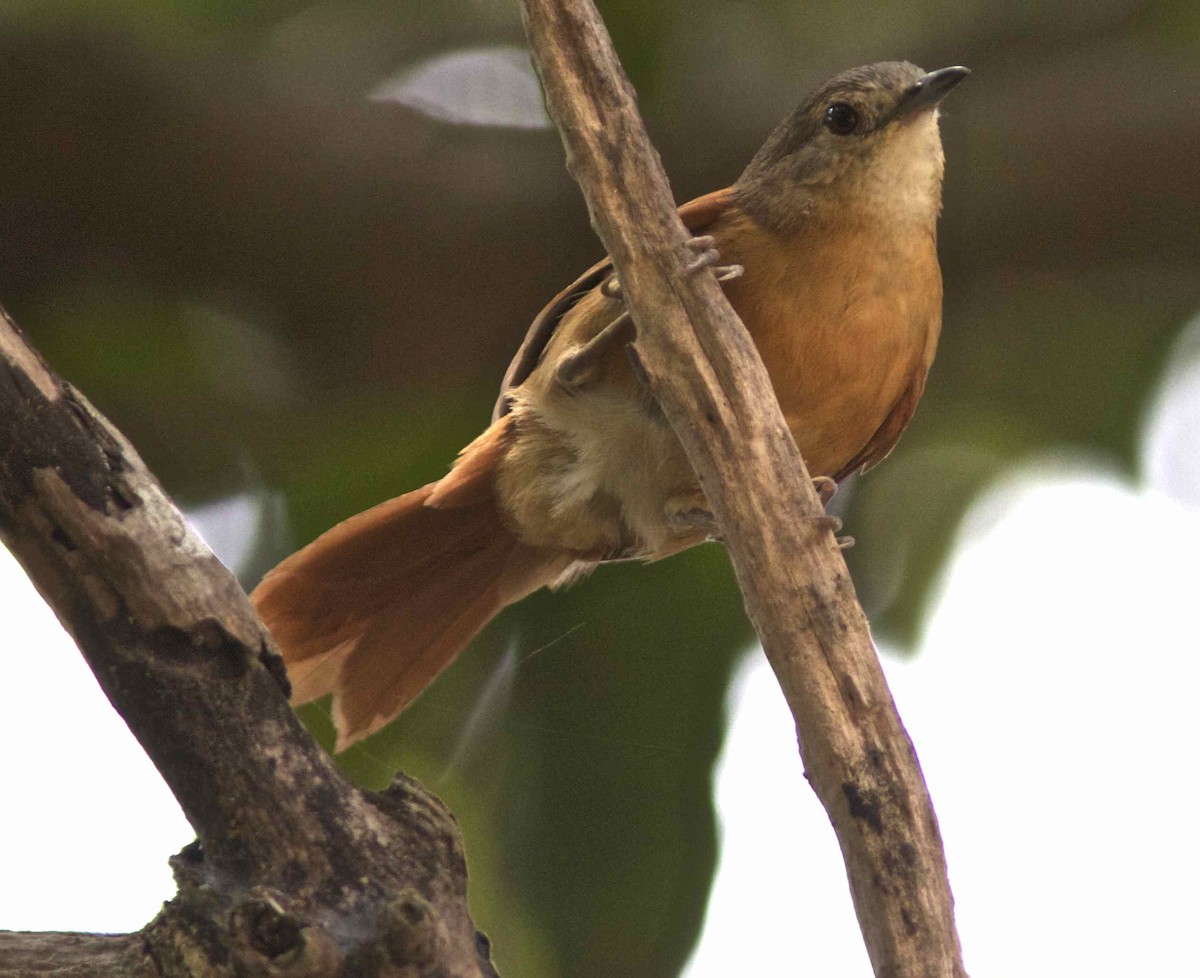 White-lored Spinetail - ML204593941