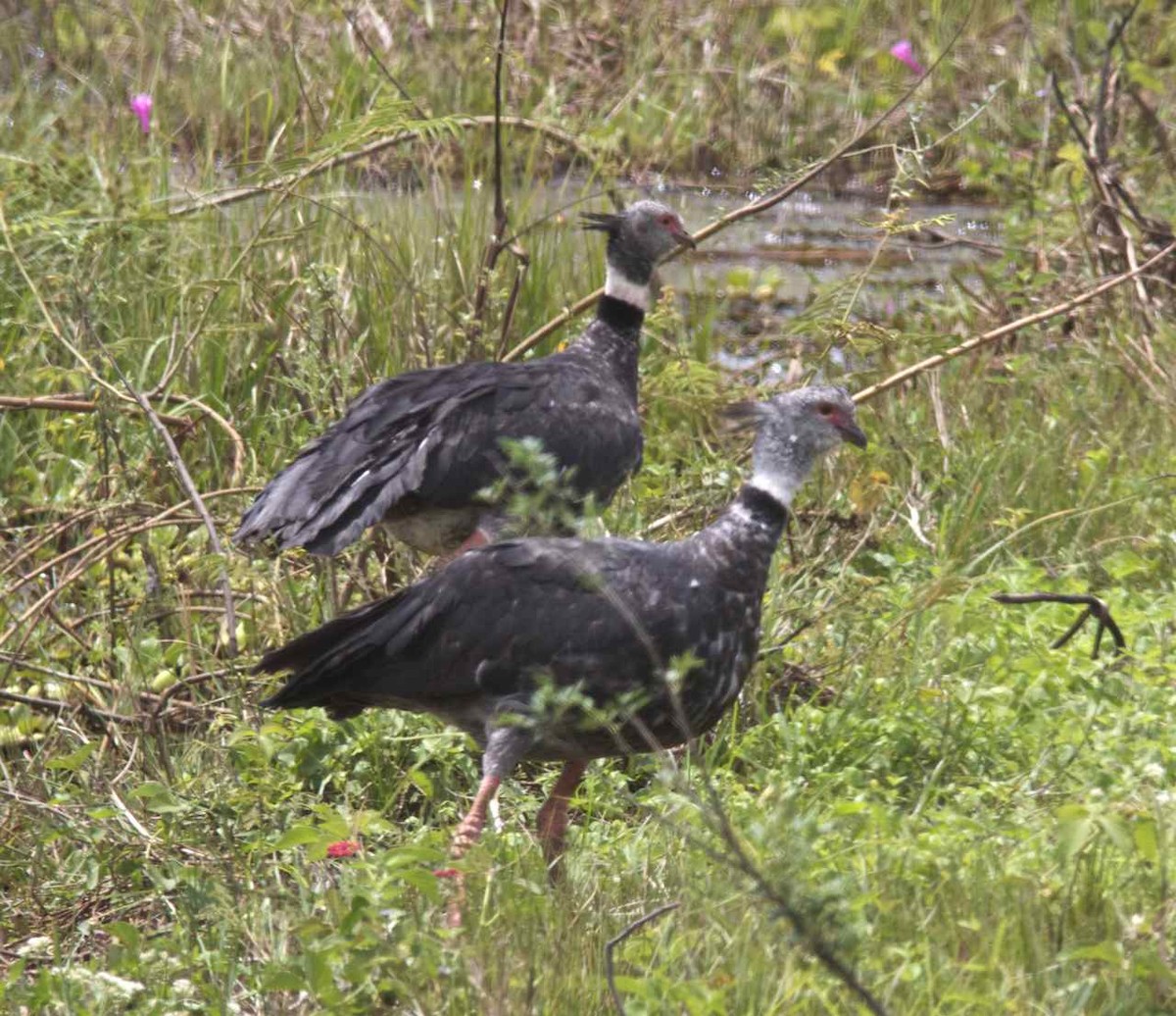 Southern Screamer - ML204593971