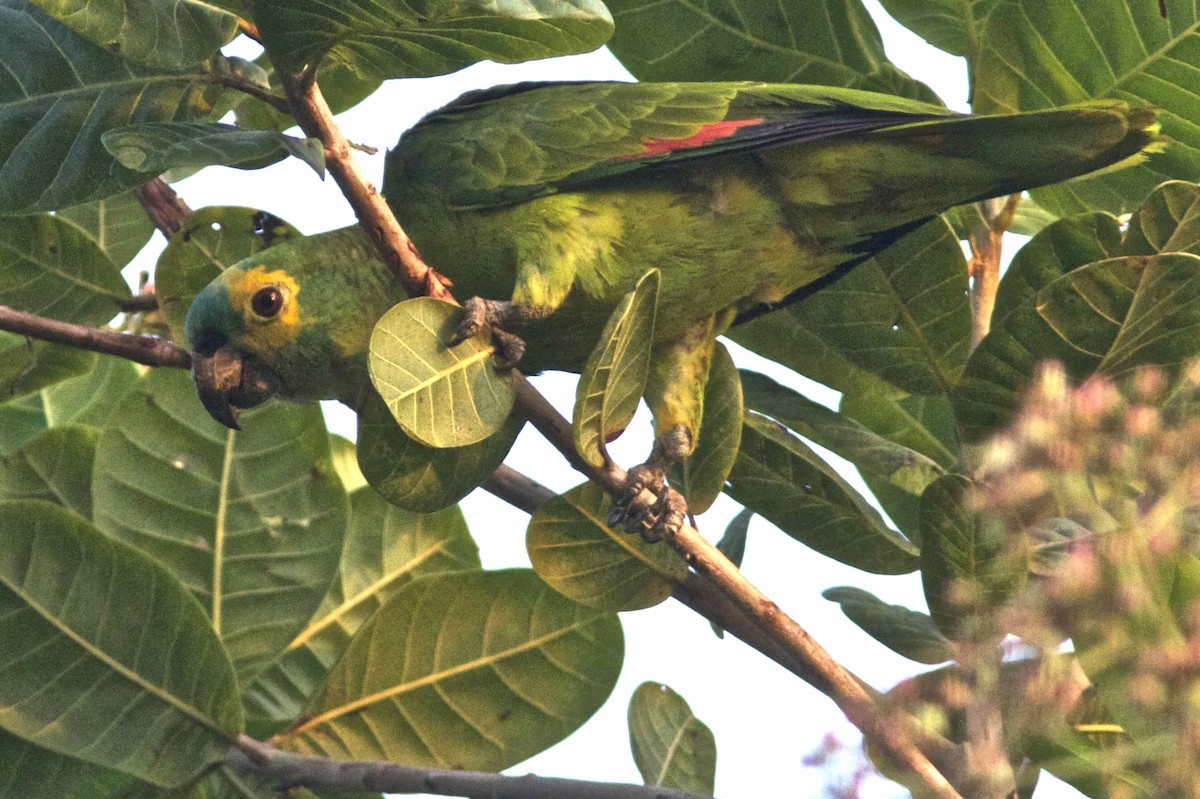 Turquoise-fronted Parrot - ML204594141
