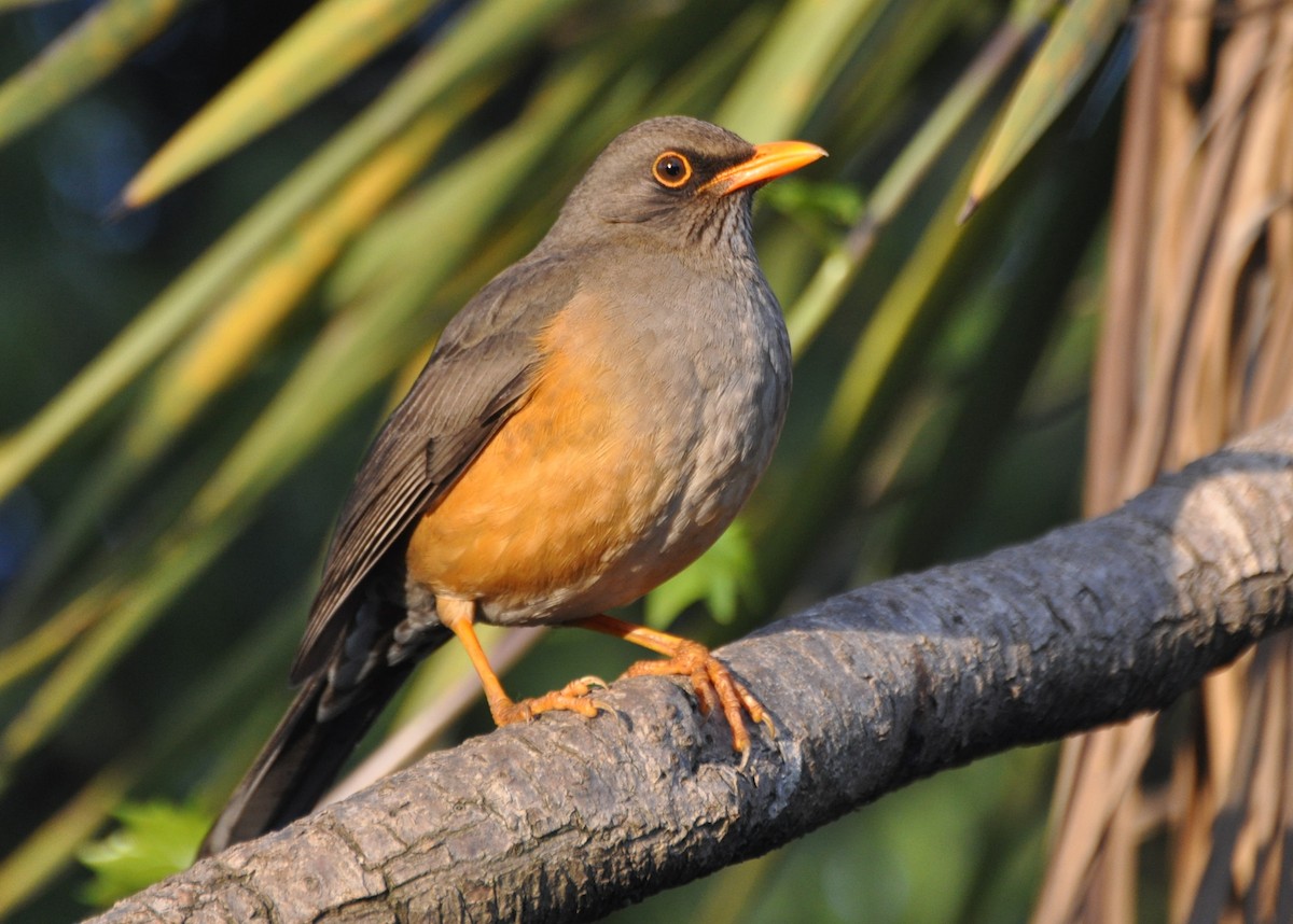 Abyssinian Thrush (Abyssinian) - ML204594561