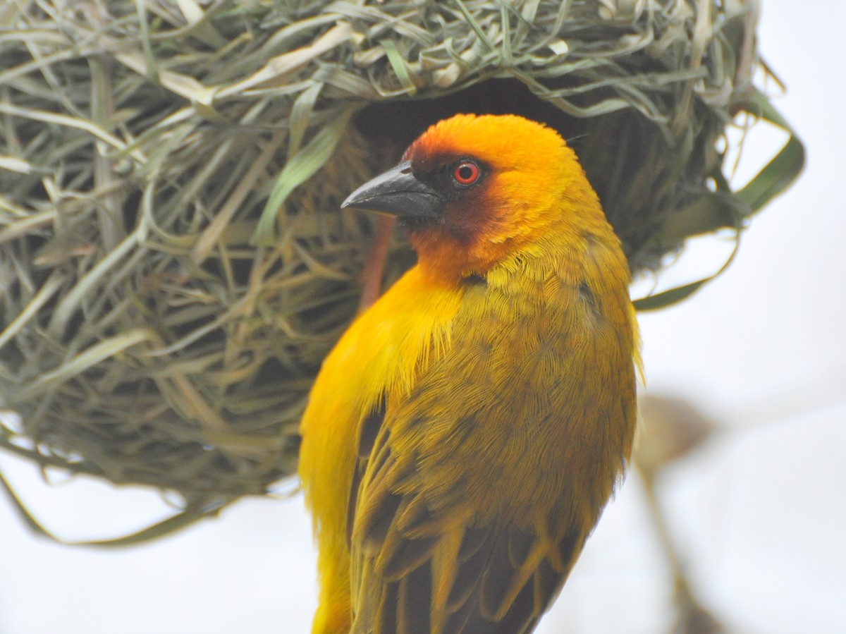 Rüppell's Weaver - ML204594731