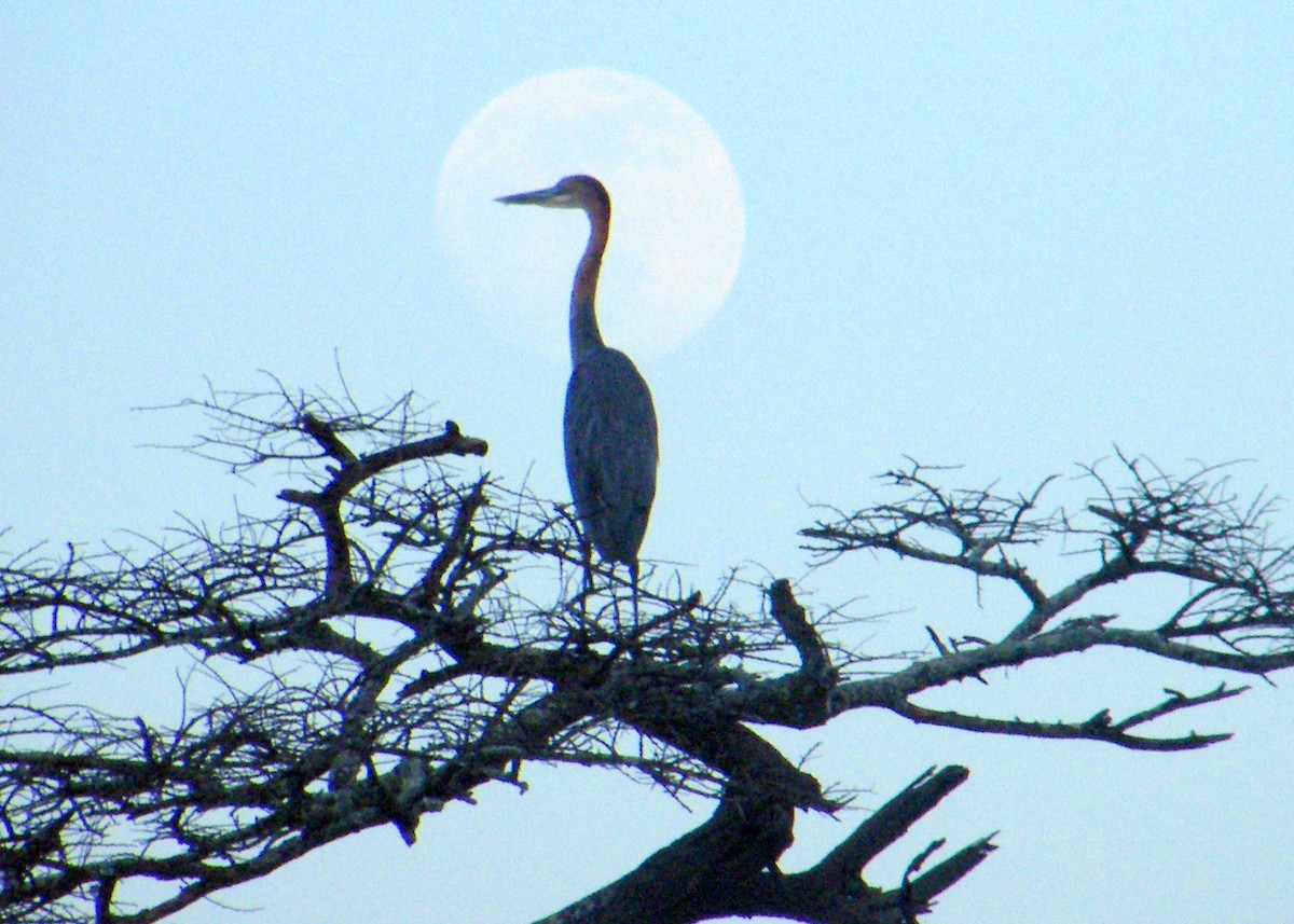 Goliath Heron - ML204594761