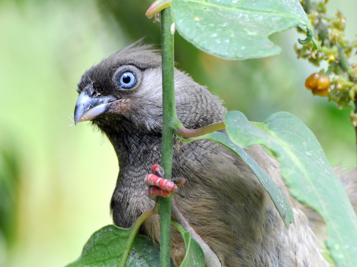 Speckled Mousebird - Stefan Helming
