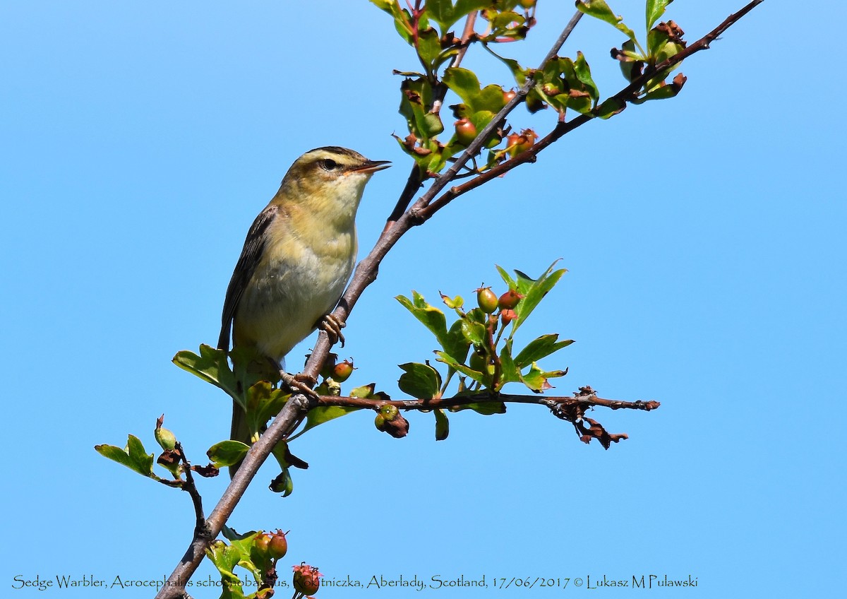 Sedge Warbler - ML204595251