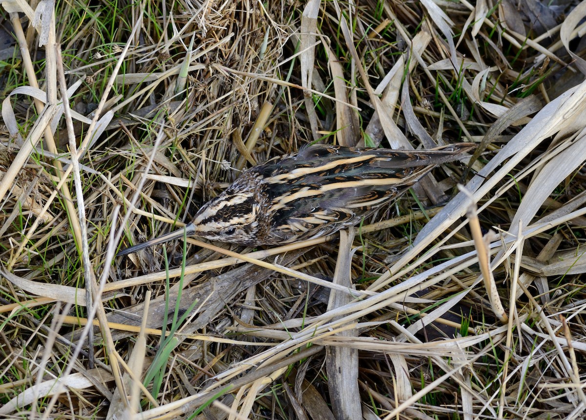 Jack Snipe - ML204596131