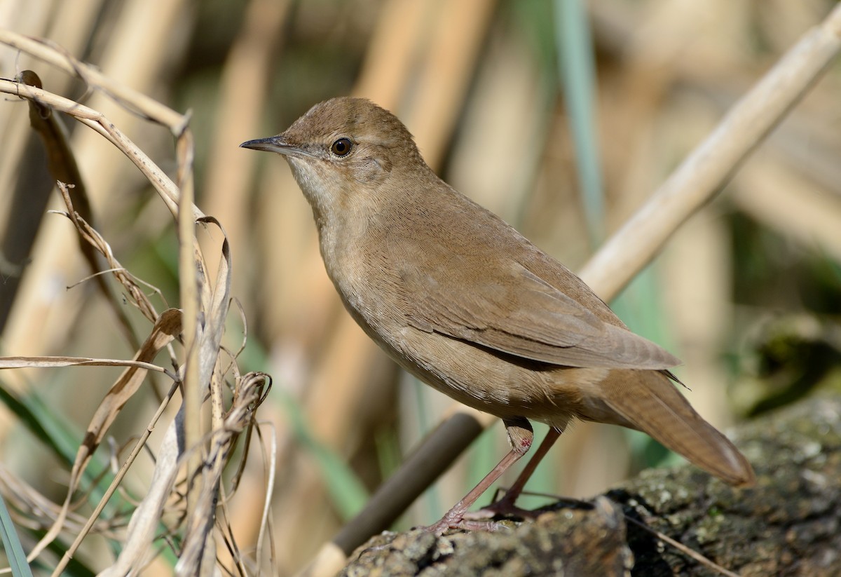 Savi's Warbler - ML204596341