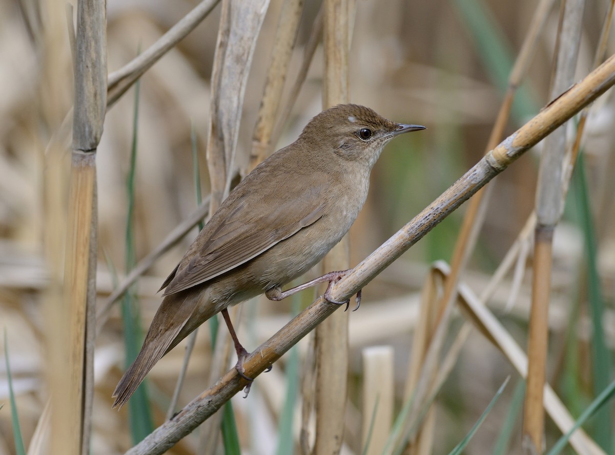 Savi's Warbler - ML204596361