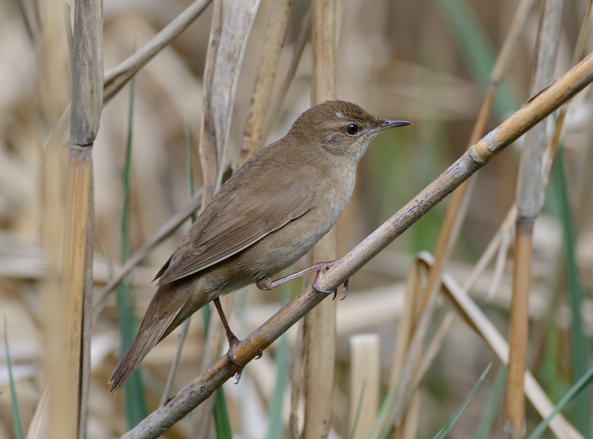 Savi's Warbler - ML204596361