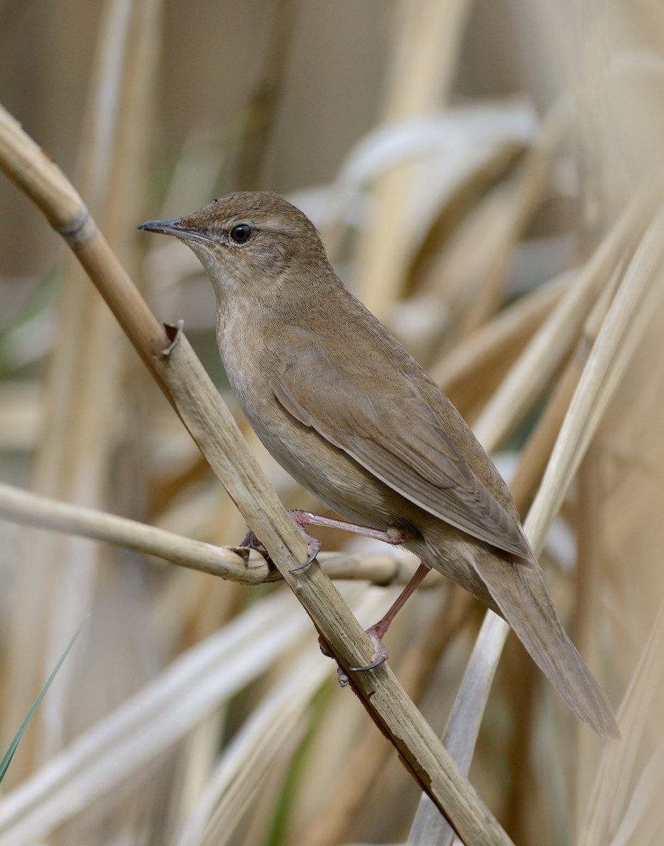 Savi's Warbler - ML204596371