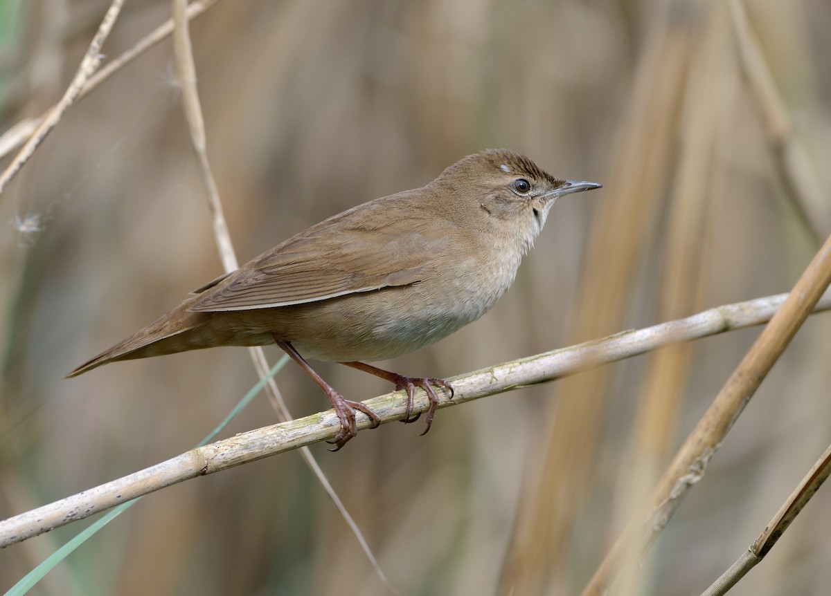 Savi's Warbler - ML204596391