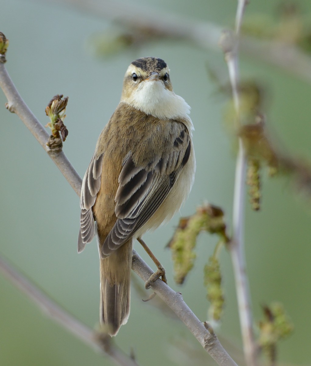 Sedge Warbler - ML204596461