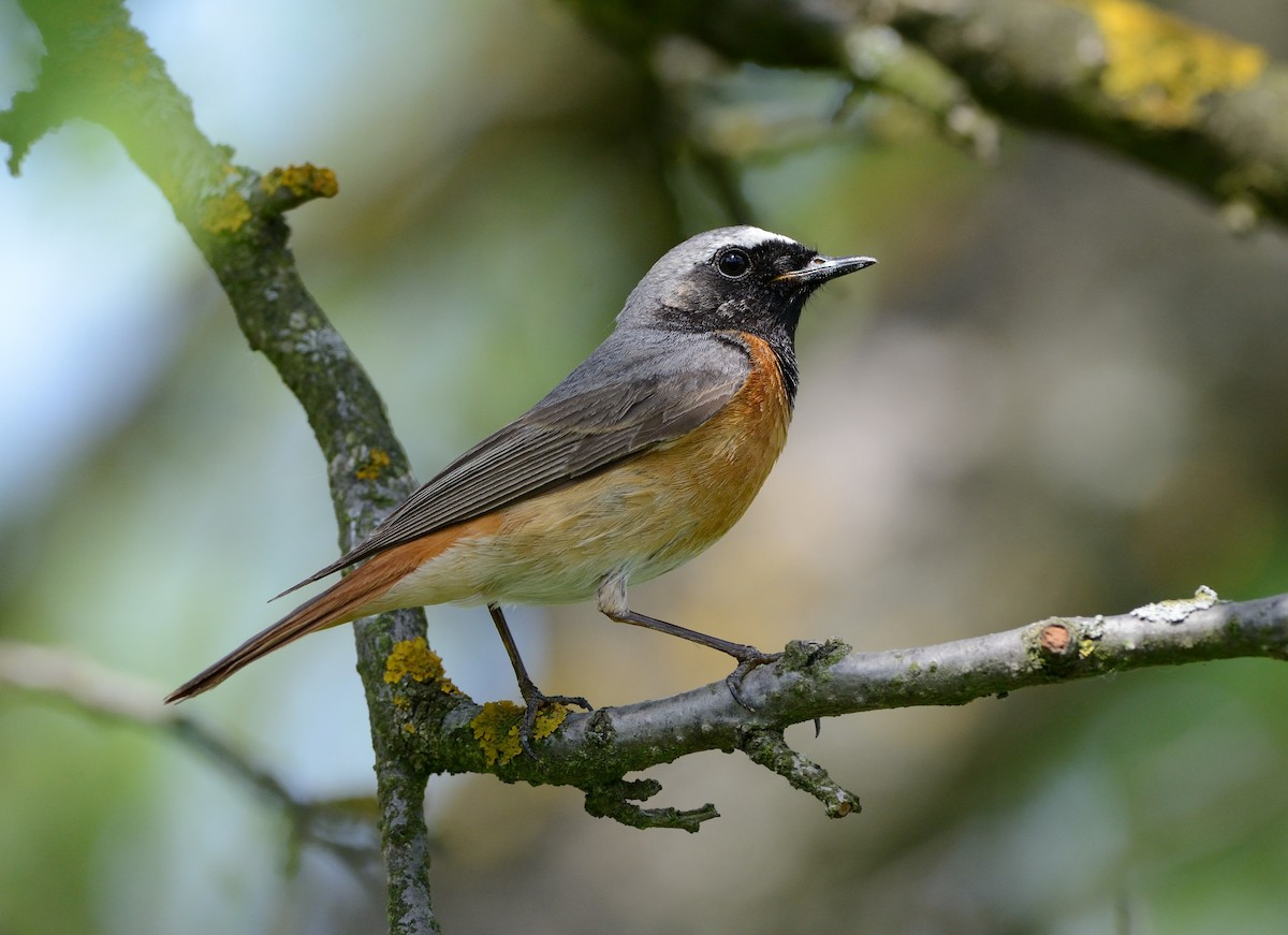 Common Redstart (Common) - Pavel Štěpánek