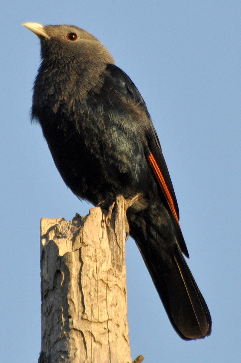 White-billed Starling - ML204596581