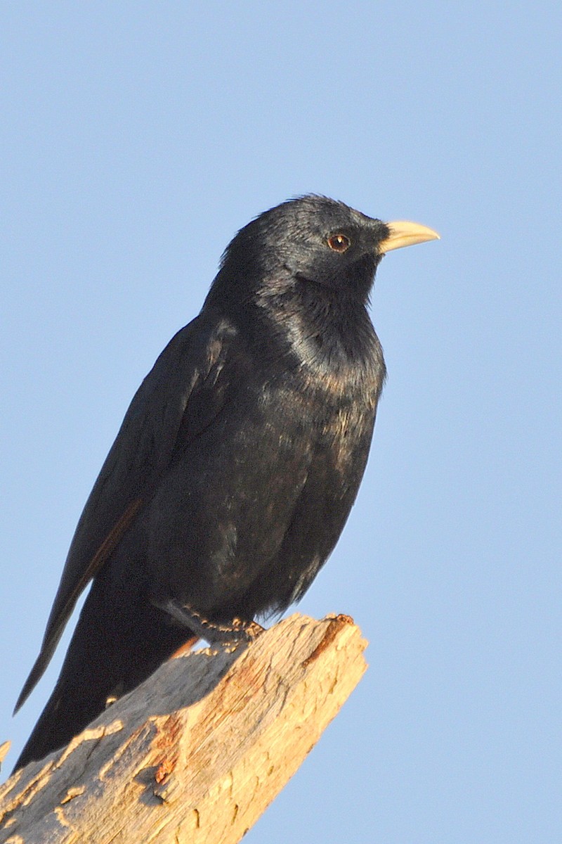 White-billed Starling - ML204596591