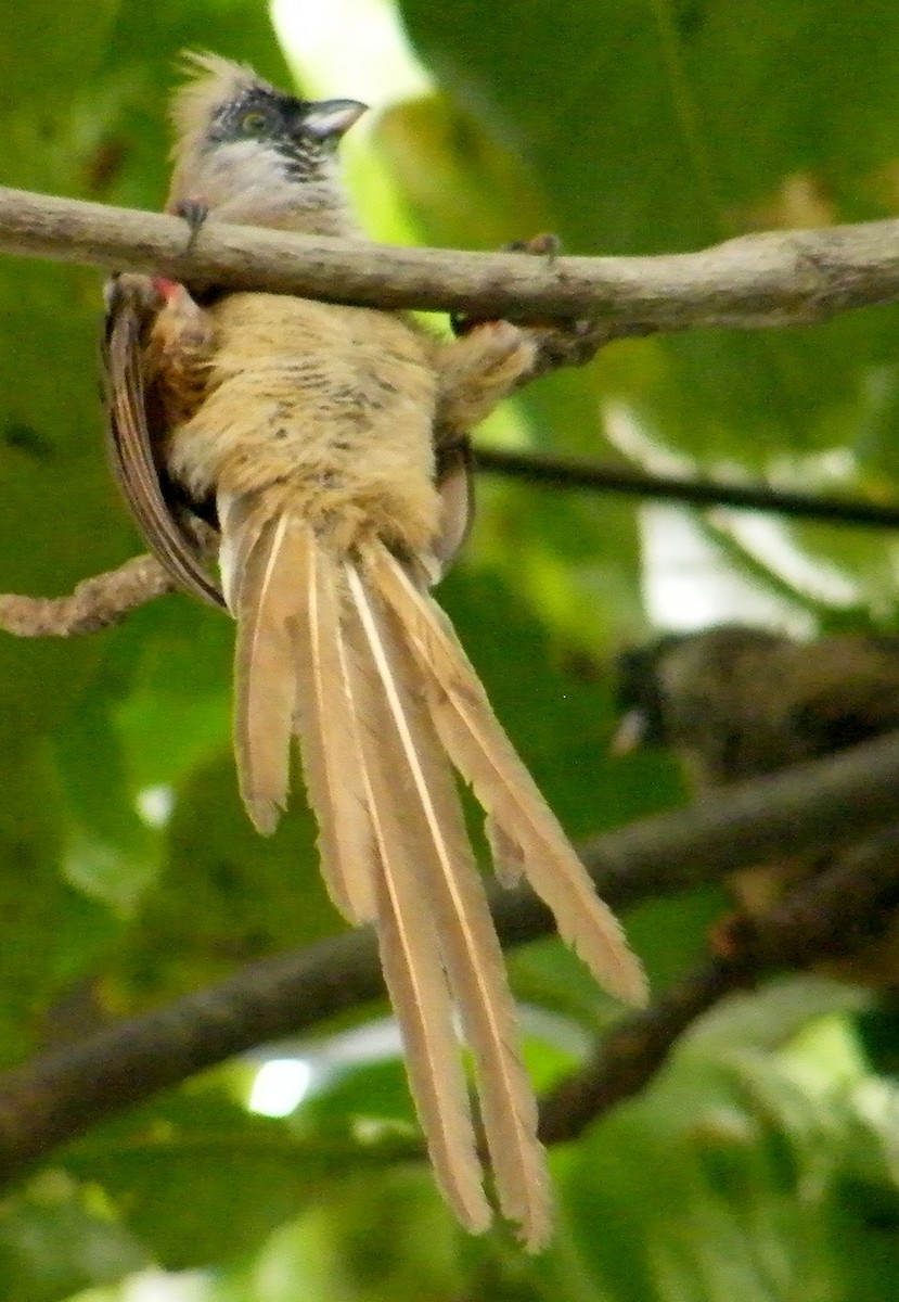 Red-backed Mousebird - ML204596791
