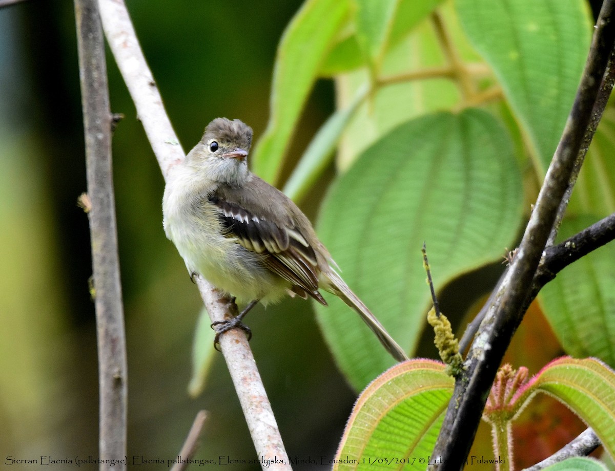 Sierran Elaenia - Lukasz Pulawski