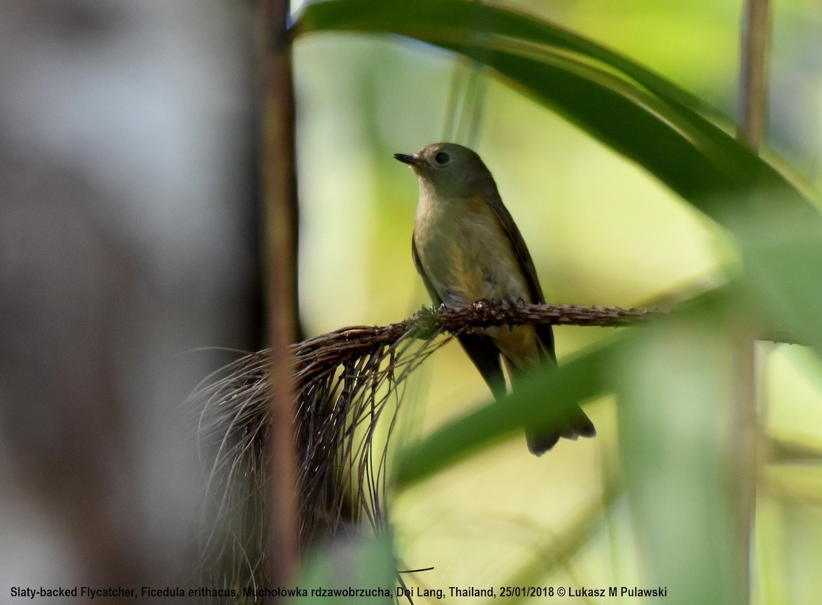 Slaty-backed Flycatcher - Lukasz Pulawski