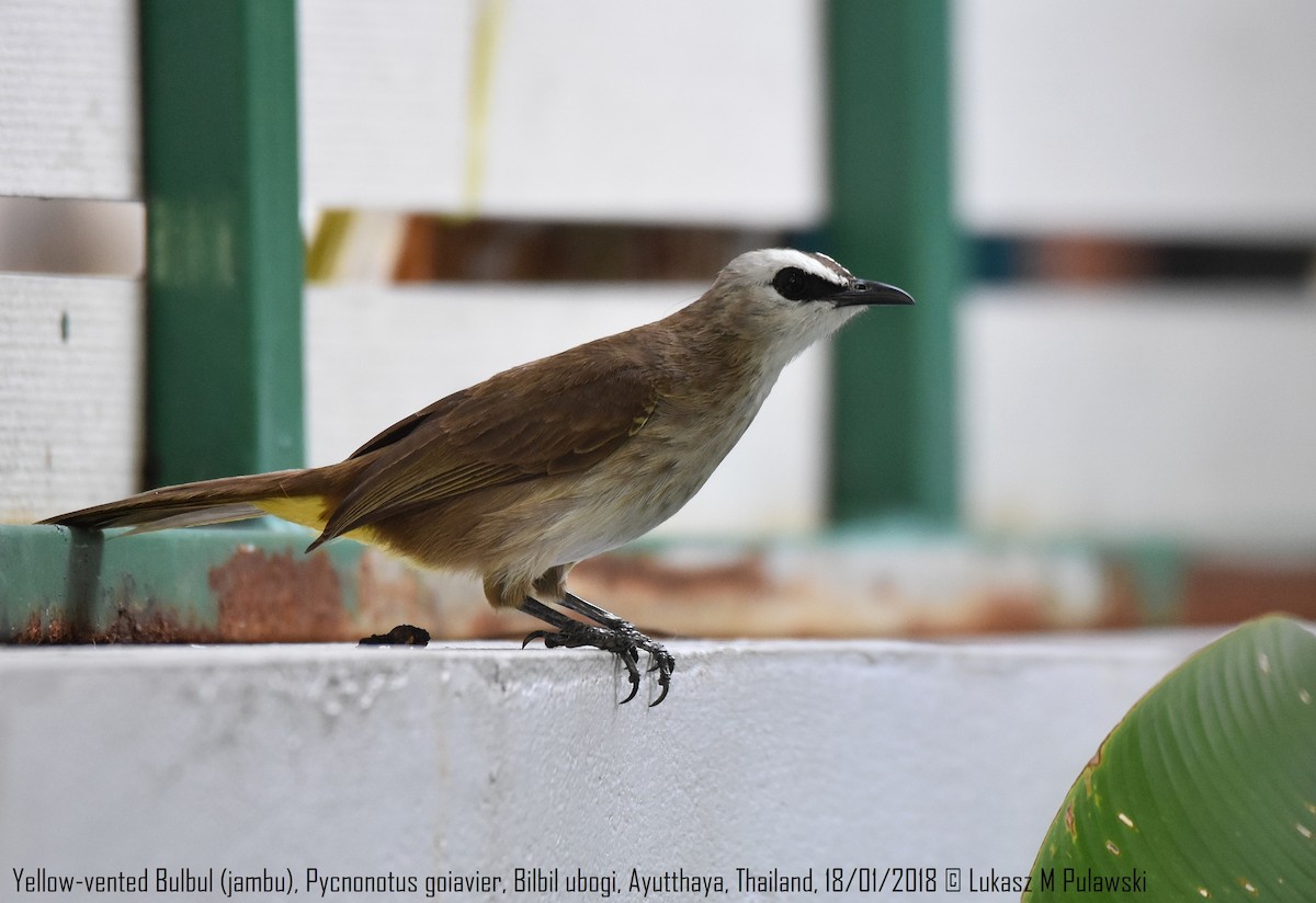 Yellow-vented Bulbul - ML204597651