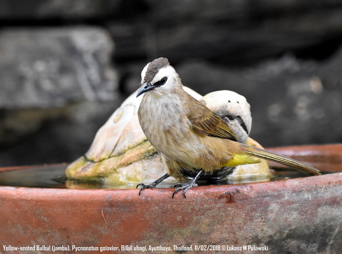 Yellow-vented Bulbul - ML204597661