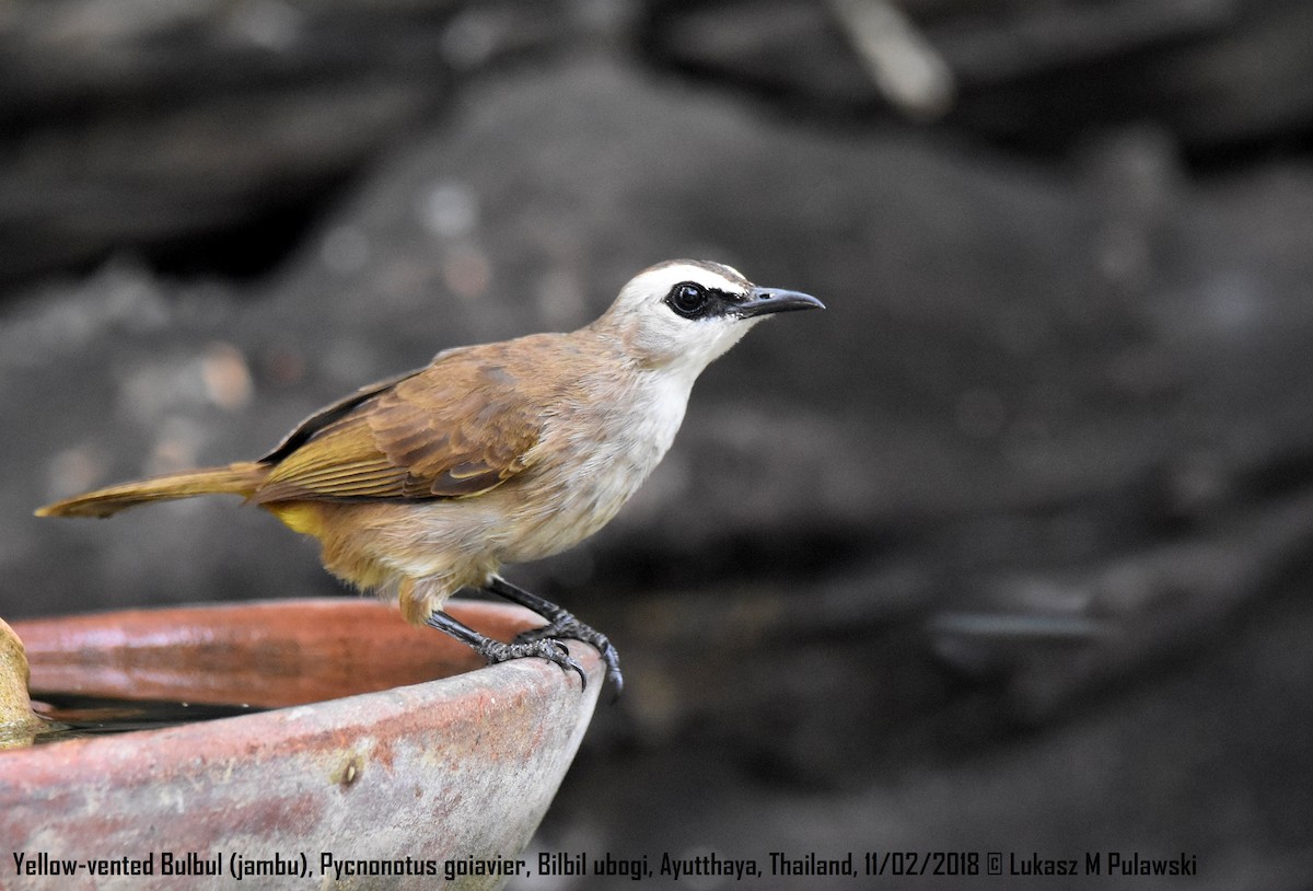 Yellow-vented Bulbul - ML204597681