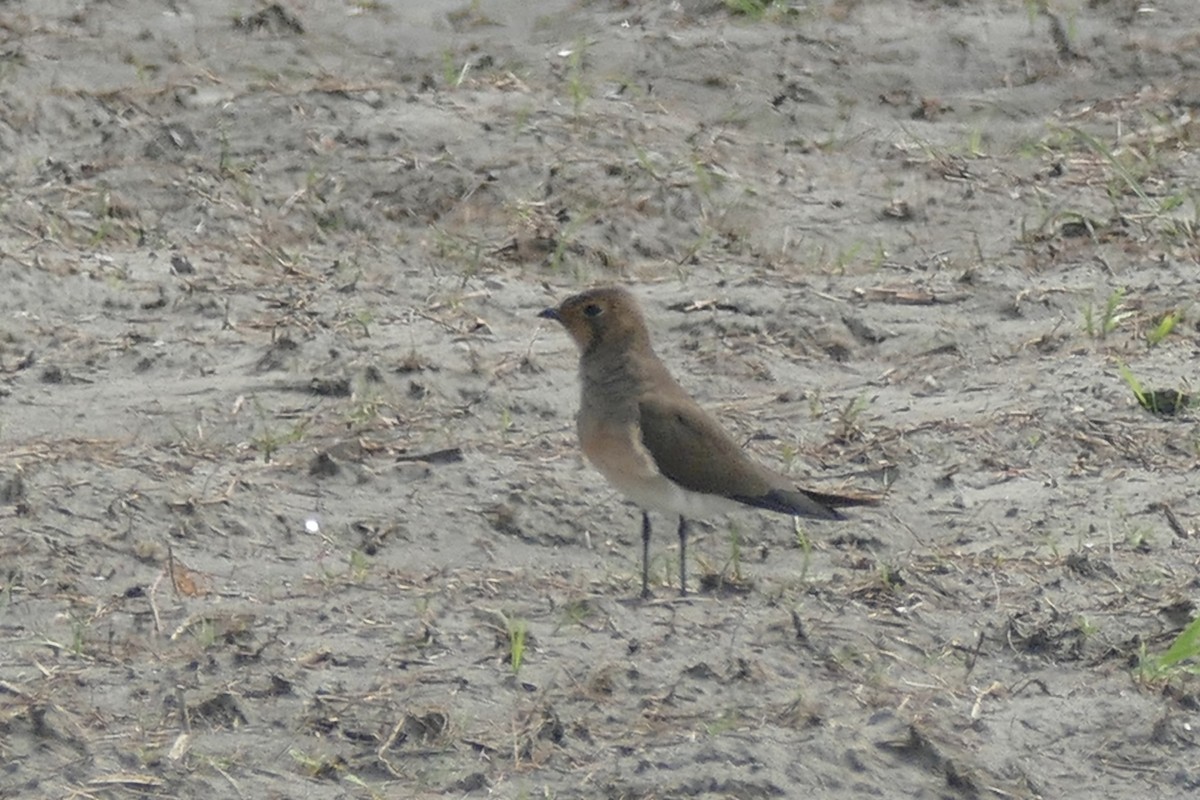 eBird Checklist - 18 Oct 2015 - Mailiao ORPR spot - 1 species