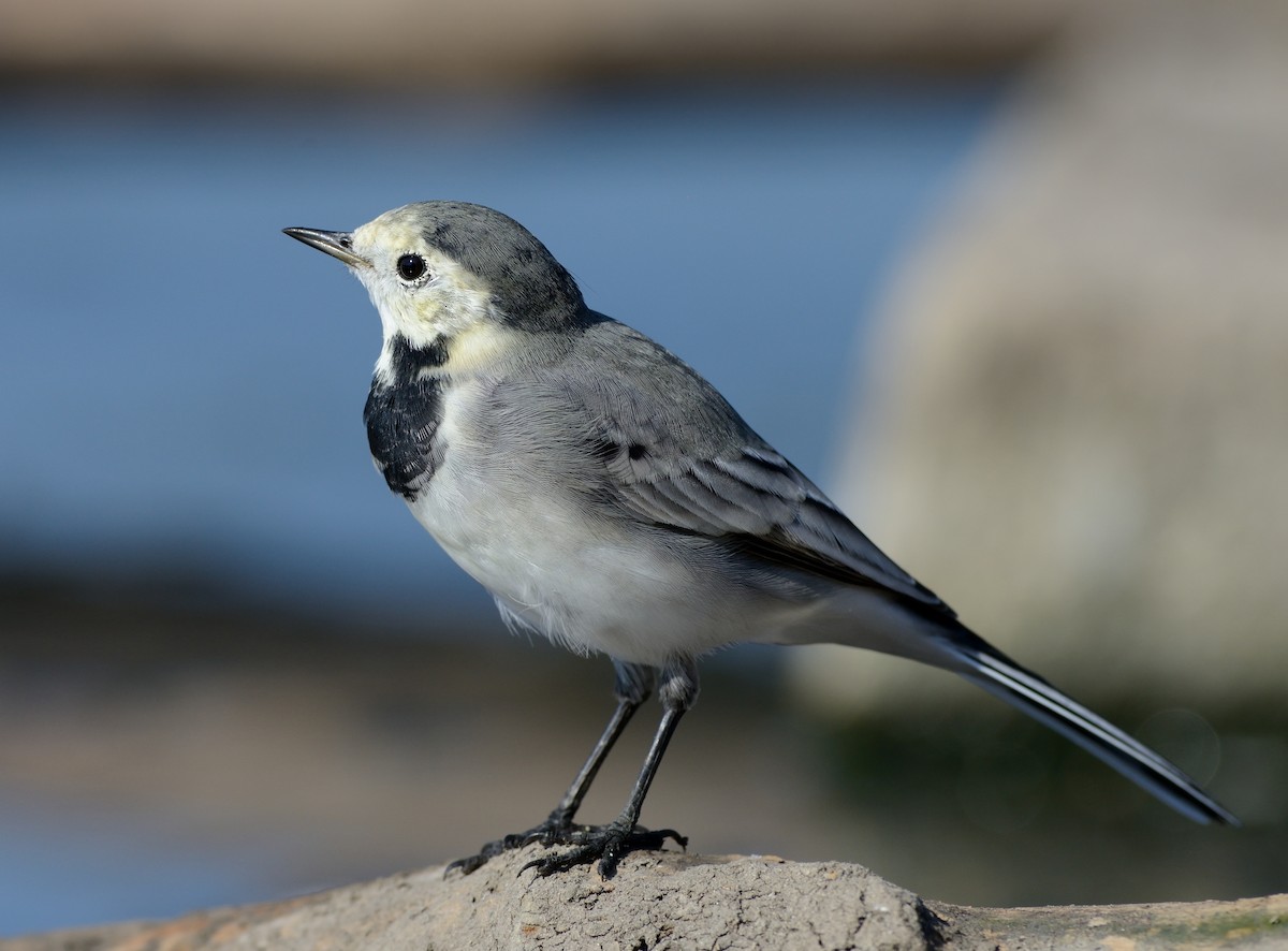 White Wagtail (White-faced) - ML204598521