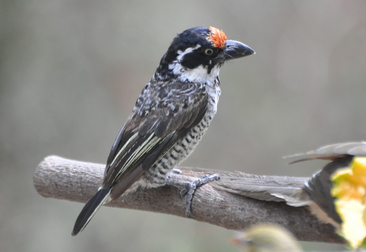 Banded Barbet - Stefan Helming