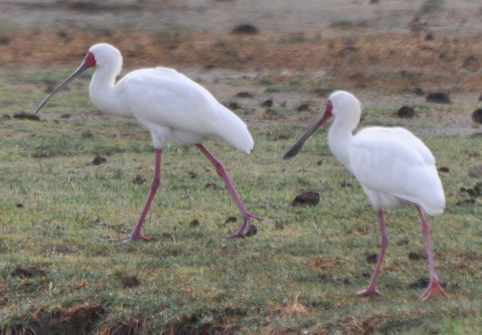 African Spoonbill - ML204598801