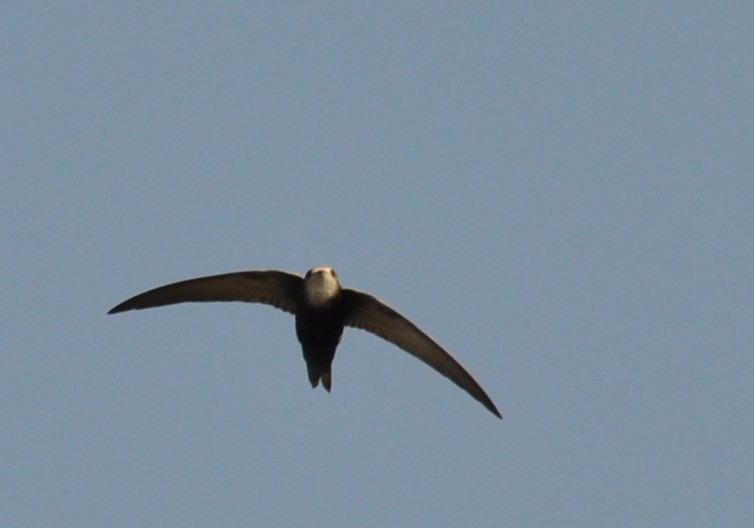 Horus Swift (White-rumped) - ML204598891