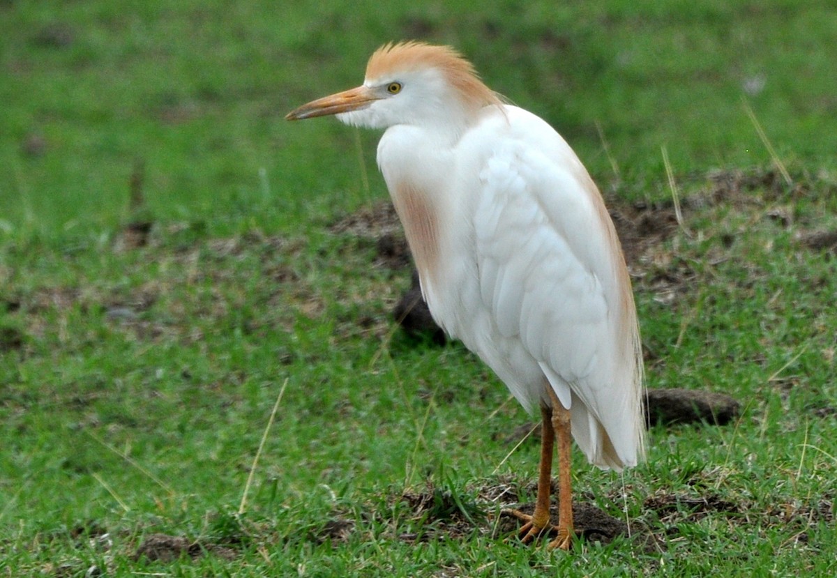 Western Cattle Egret - ML204598921