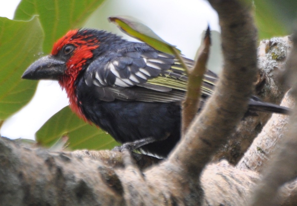 Black-billed Barbet - Stefan Helming