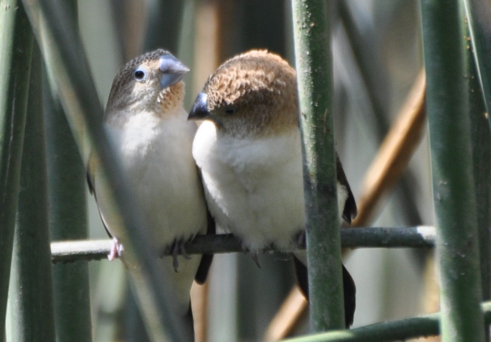 African Silverbill - Stefan Helming