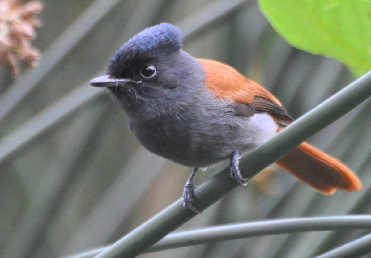 African Paradise-Flycatcher - Stefan Helming