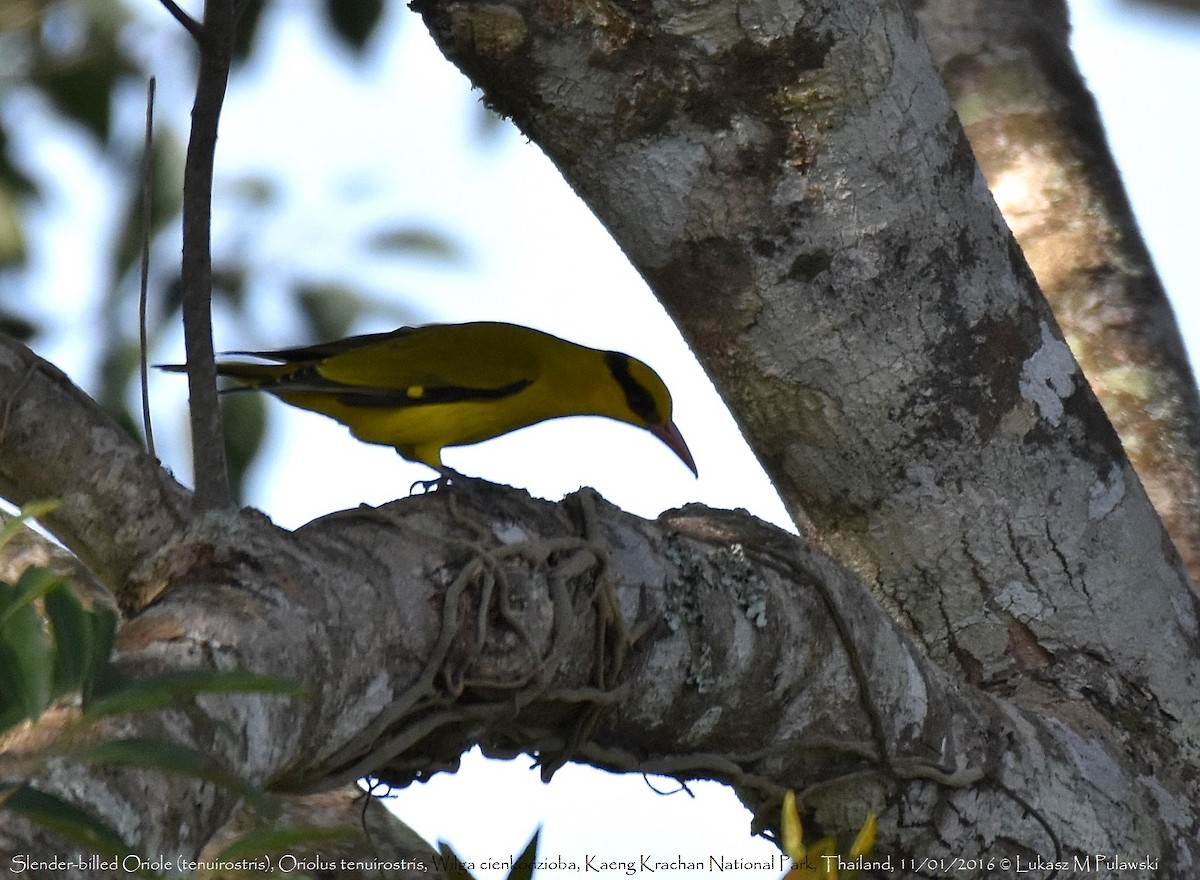 Slender-billed Oriole - Lukasz Pulawski