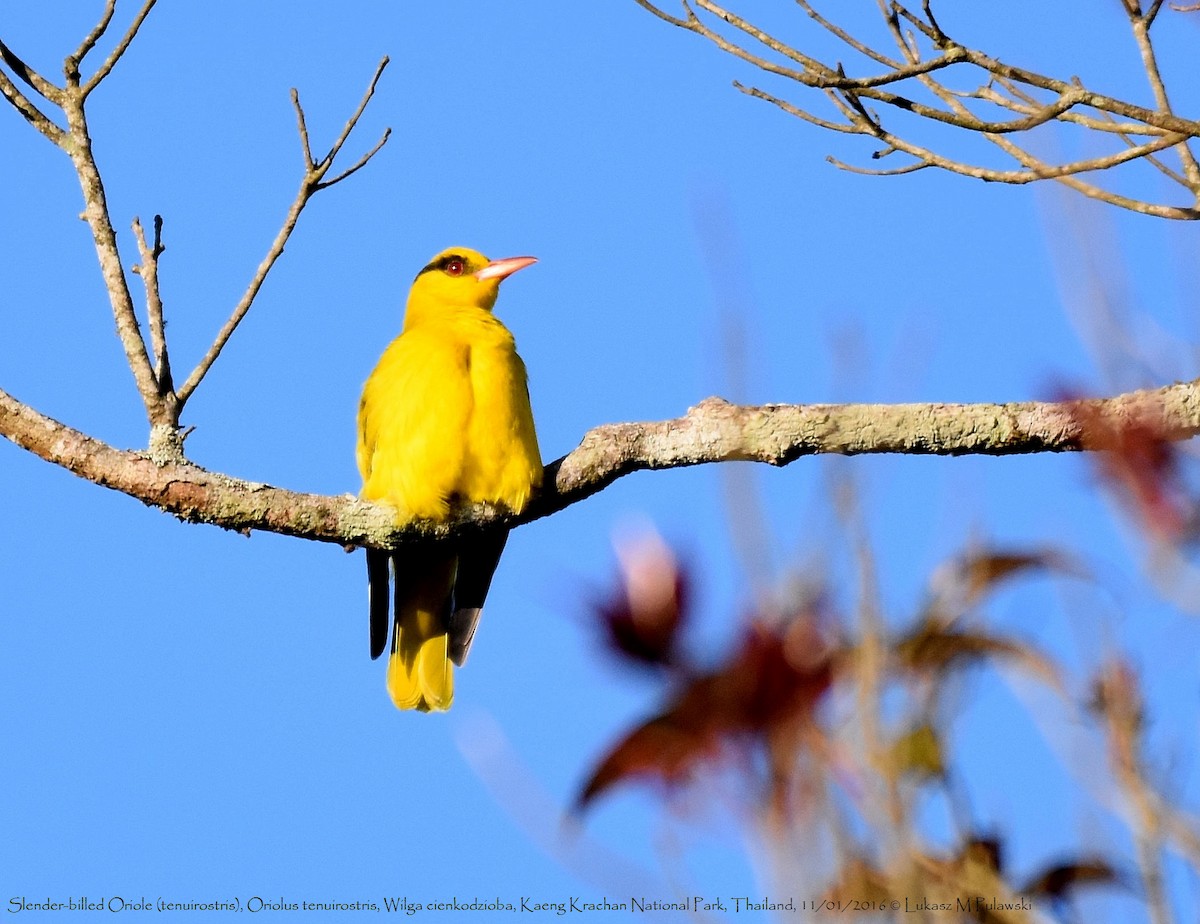 Slender-billed Oriole - Lukasz Pulawski