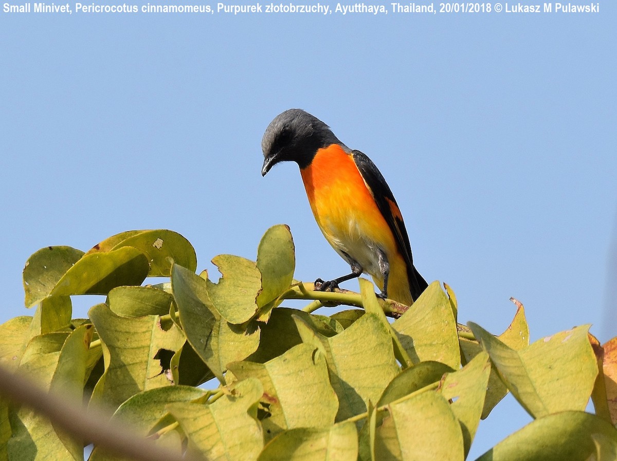 Small Minivet - ML204599391