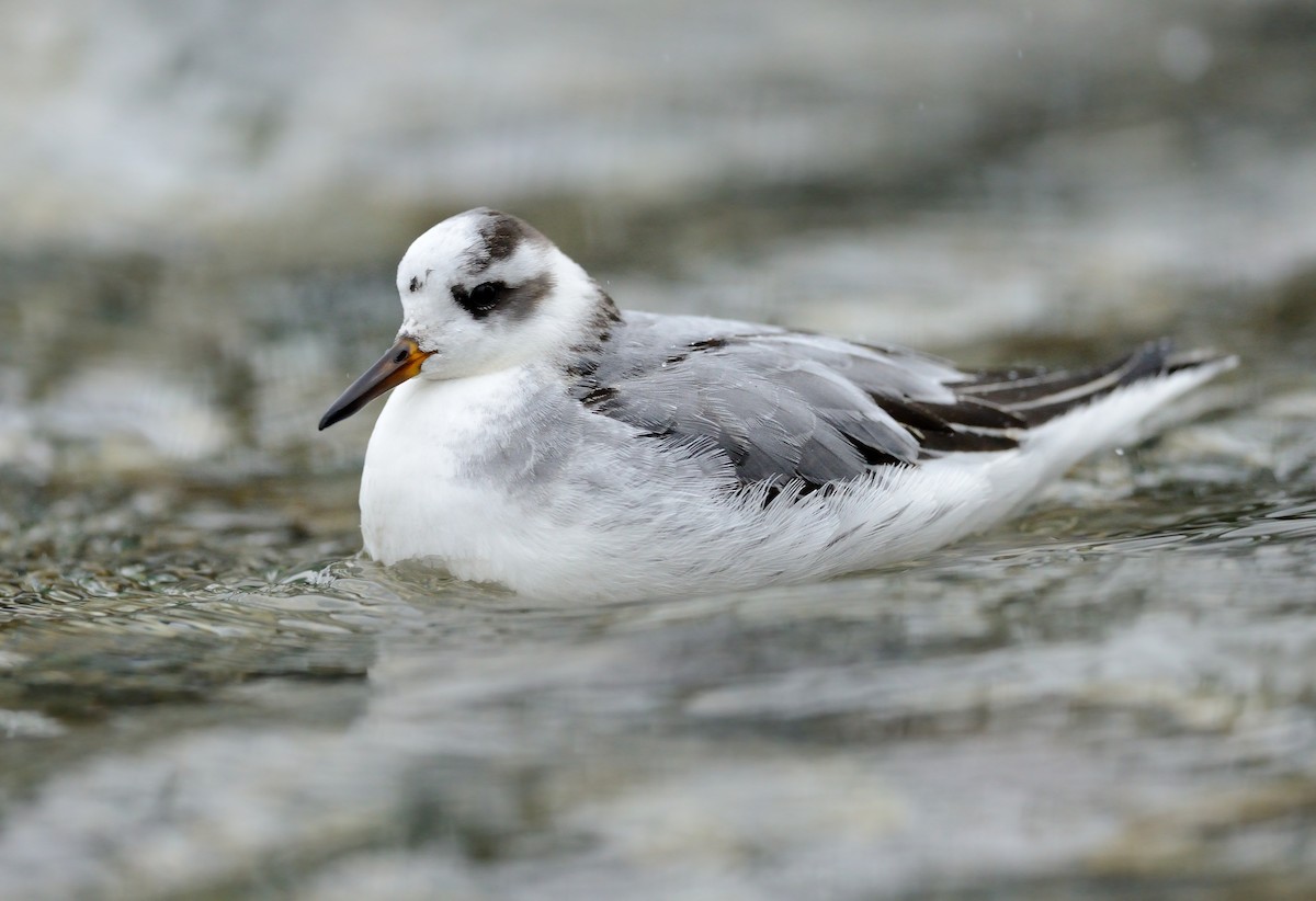 Red Phalarope - Pavel Štěpánek