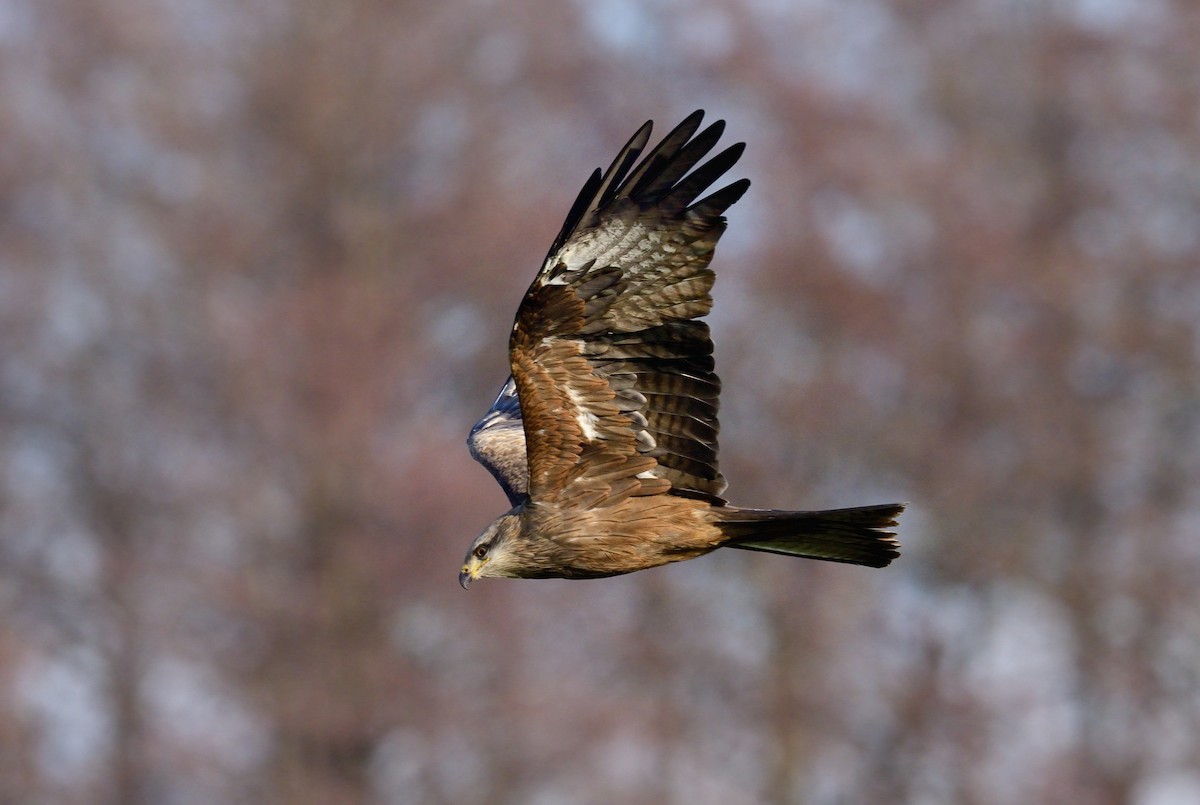 Black Kite - Pavel Štěpánek