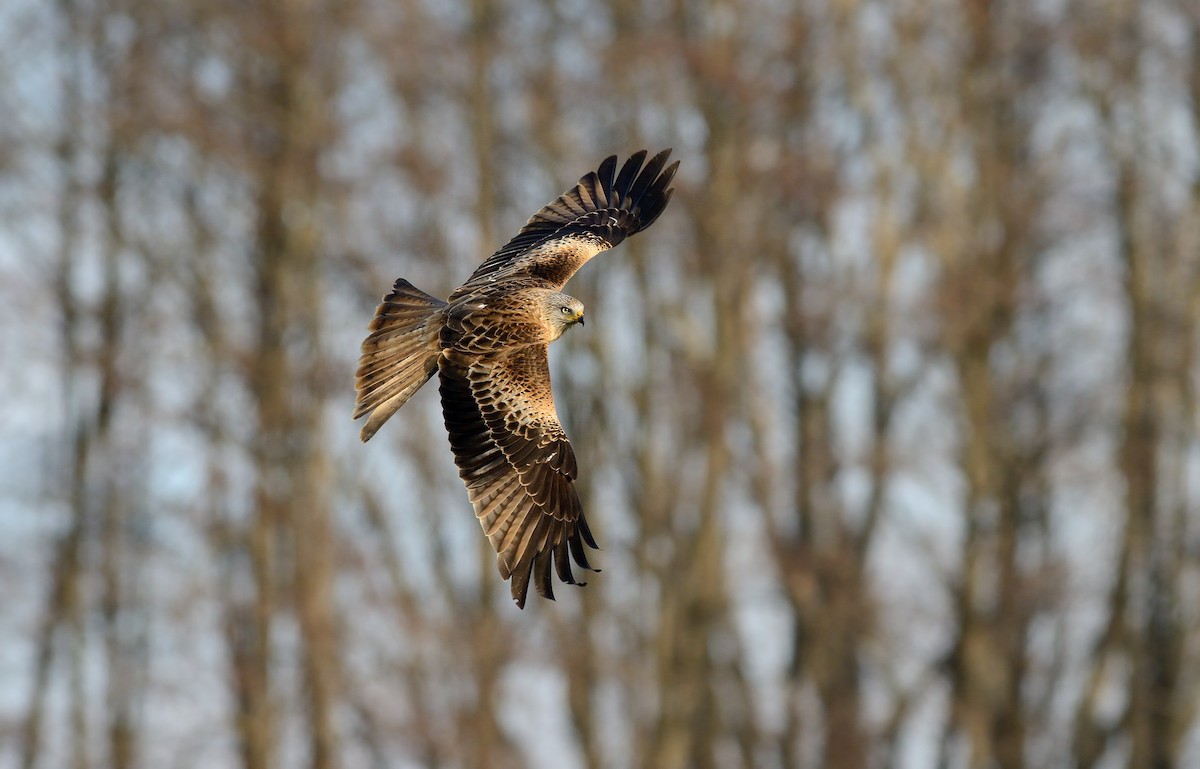 Red Kite (Red) - Pavel Štěpánek