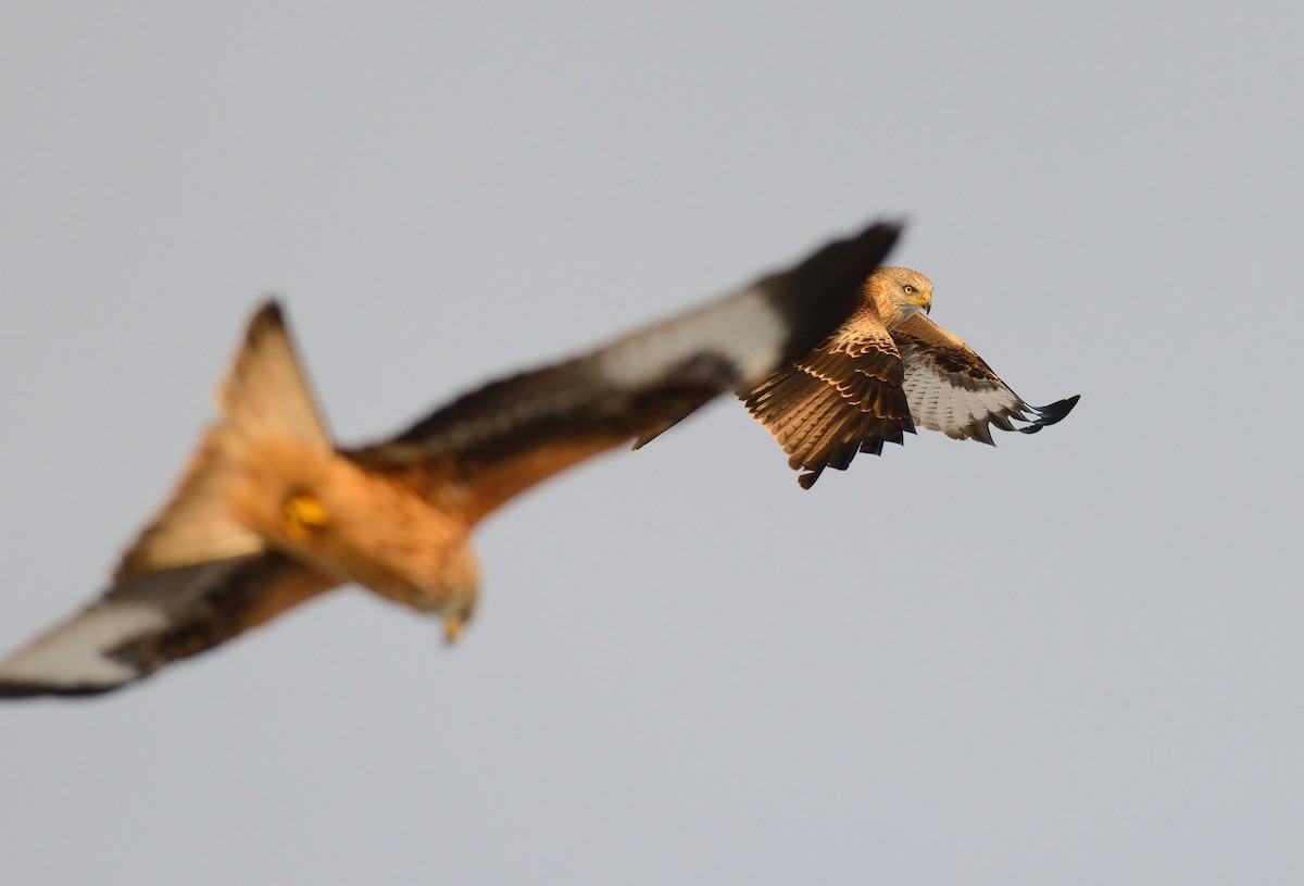 Red Kite (Red) - Pavel Štěpánek