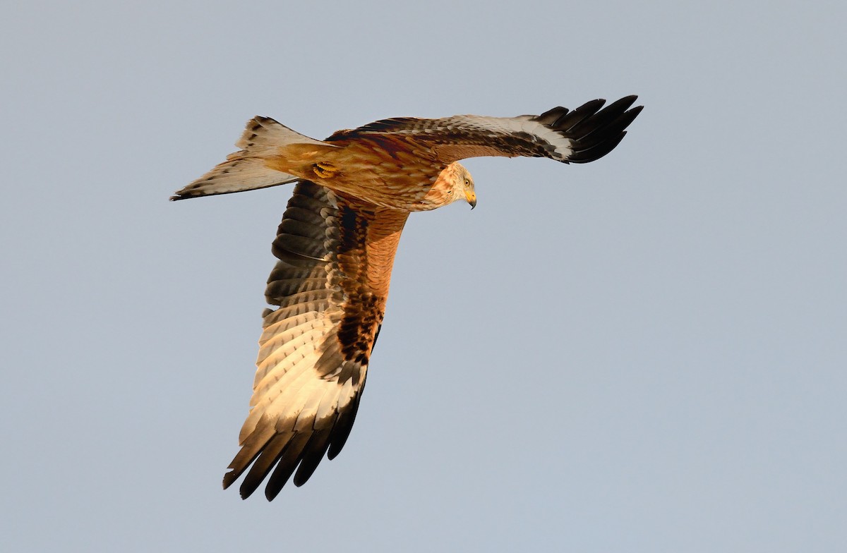 Red Kite (Red) - Pavel Štěpánek