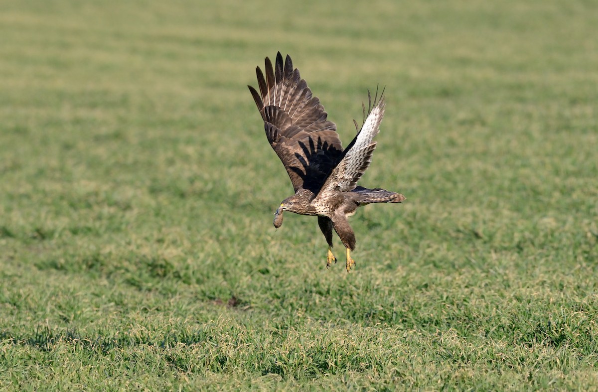 Buse variable - ML204601001