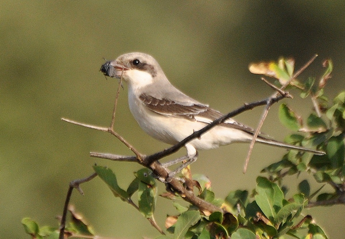 Lesser Gray Shrike - ML204601061
