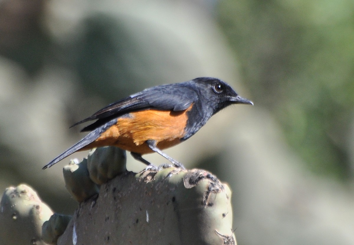 White-winged Cliff-Chat - Stefan Helming