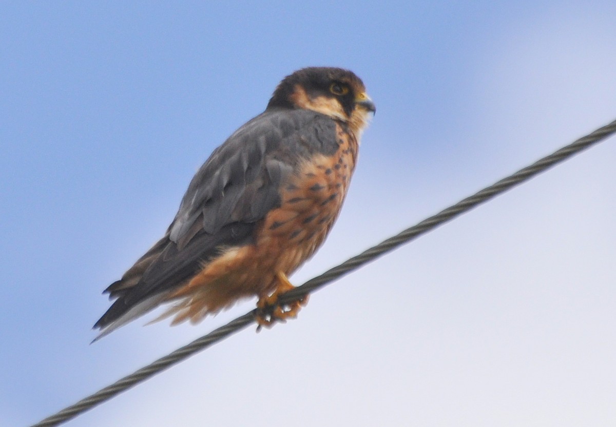 African Hobby - ML204601151