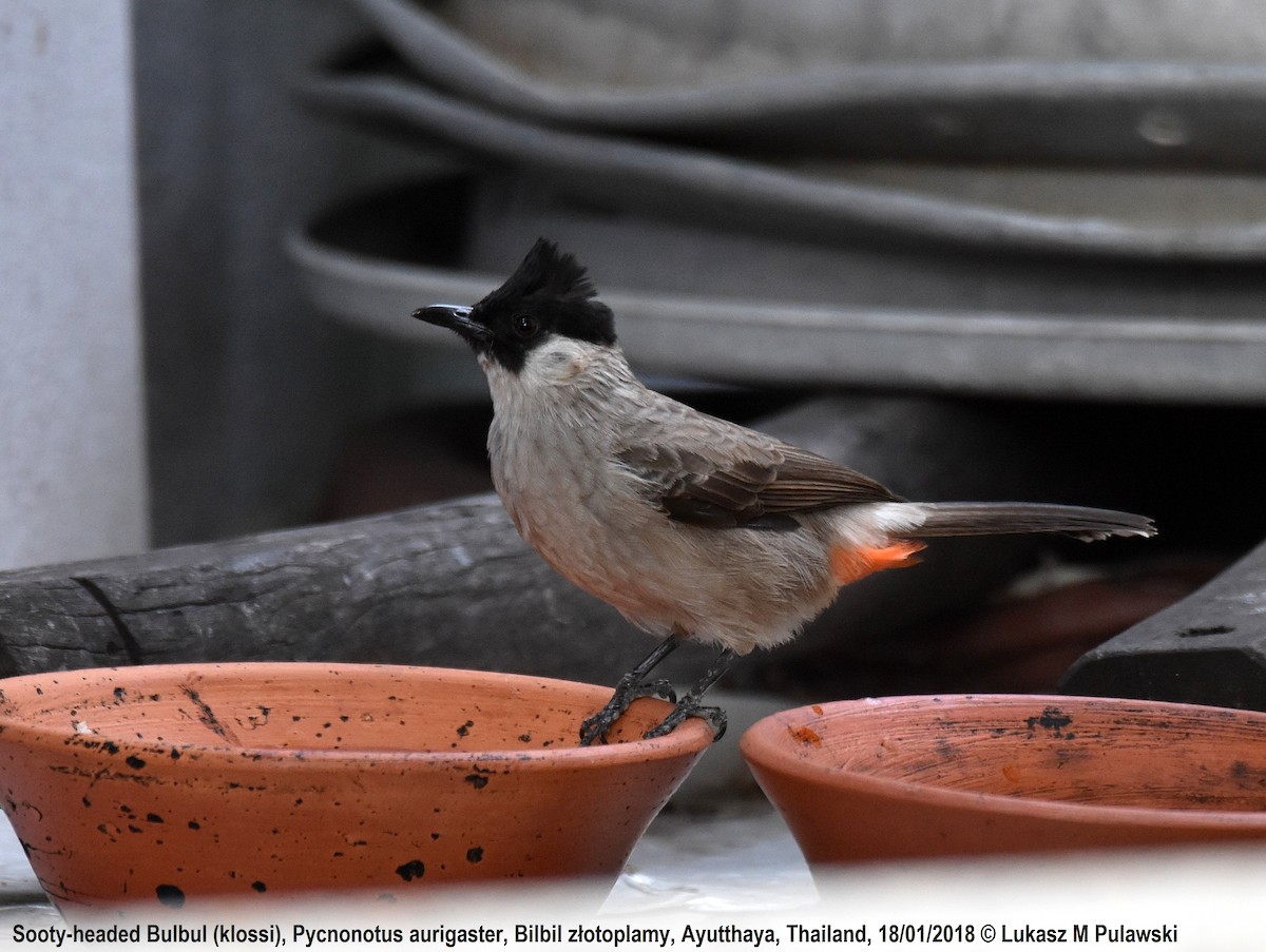 Sooty-headed Bulbul - ML204601691